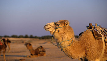 Restaurantes de Duz Dónde comer en Duz Restaurantes de Duz Dónde comer en Duz