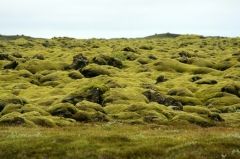 Islandia Vik I Myrdal  Mýrdalssandur Mýrdalssandur Vik I Myrdal - Vik I Myrdal  - Islandia