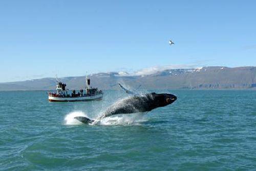 Islandia Husavik Gentle Giants Gentle Giants Nordurland Eystra - Husavik - Islandia