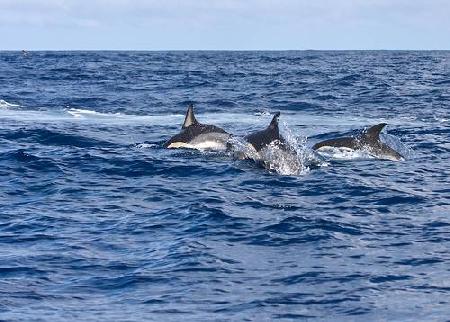 São Miguel Island 