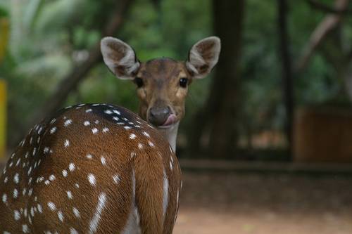 India Madras  Parque Zoológico de  Guindy Deer Parque Zoológico de  Guindy Deer El Mundo - Madras  - India