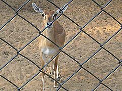 India Madras  Parque Zoológico de  Guindy Deer Parque Zoológico de  Guindy Deer India - Madras  - India
