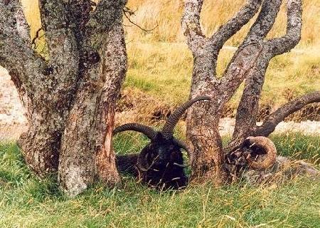 Elphin´s Rare Breeds Farm