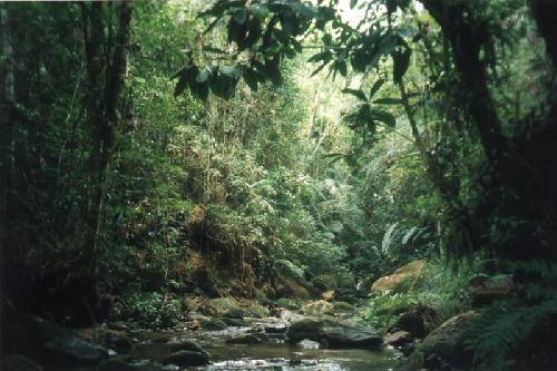 Honduras San Pedro Sula  Parque Nacional El Cusuco Parque Nacional El Cusuco Cortés - San Pedro Sula  - Honduras