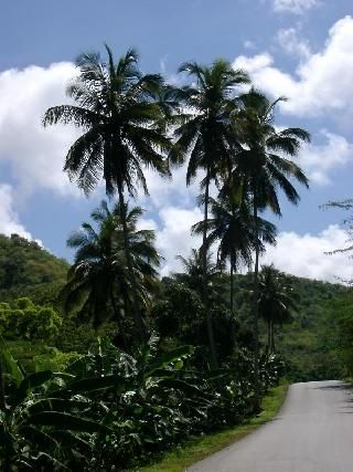 Antigua y Barbuda Saint John Fig Tree Drive Fig Tree Drive Antigua - Saint John - Antigua y Barbuda
