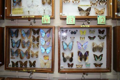 Honduras La Ceiba Butterfly and Insect Museum Butterfly and Insect Museum Central America - La Ceiba - Honduras