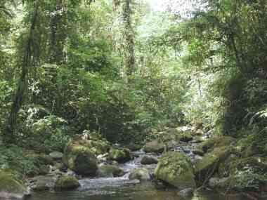 Costa Rica  Parque Nacional Piedras Blancas Parque Nacional Piedras Blancas Puntarenas -  - Costa Rica