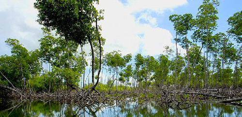 República Dominicana Samaná  Parque Nacional de los Haitises Parque Nacional de los Haitises Samaná - Samaná  - República Dominicana