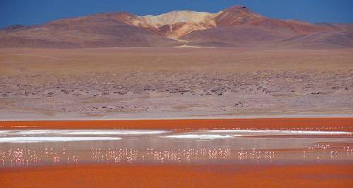 Bolivia Chiguana Colorada Lagoon Colorada Lagoon Bolivia - Chiguana - Bolivia