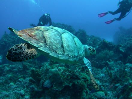 Cozumel 