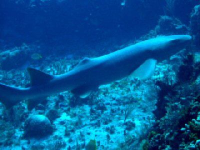 Cozumel 