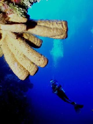 Cozumel 
