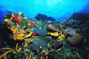 Cozumel 