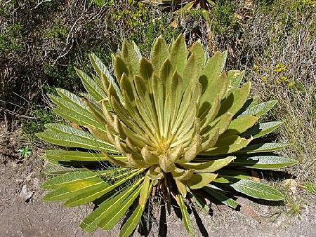 Santuario de Fauna y Flora Iguaque