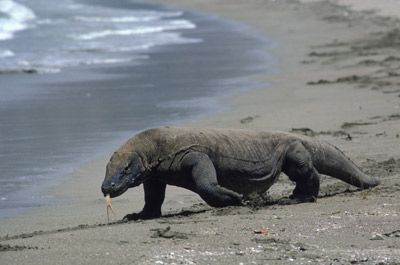 Indonesia  Komodo Island Komodo Island Nusa Tenggara -  - Indonesia