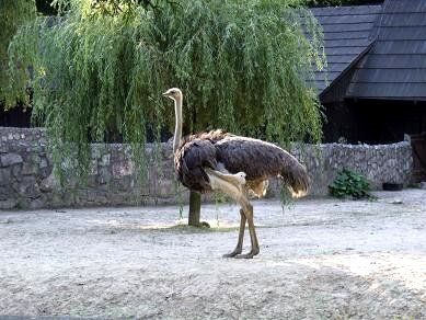 Polonia Krakow  El zoológico de Krakow El zoológico de Krakow Lesser Poland - Krakow  - Polonia