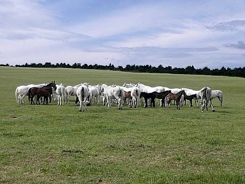 Hungría Szilvasvarad  Museo del Caballo Museo del Caballo Northern Hungary - Szilvasvarad  - Hungría