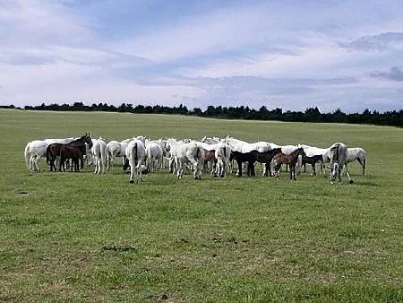 Museo del Caballo