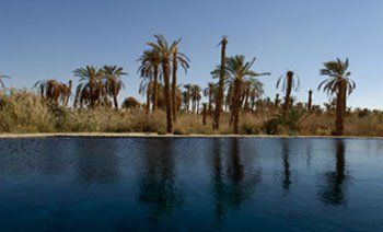 Oasis de Siwa