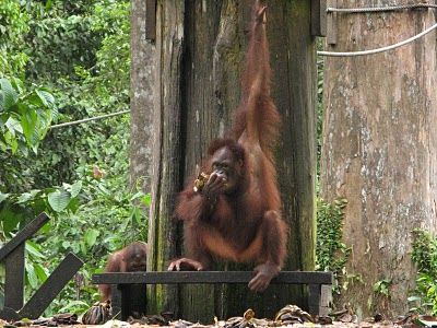 Santuario de Orangutanes de Sepilok