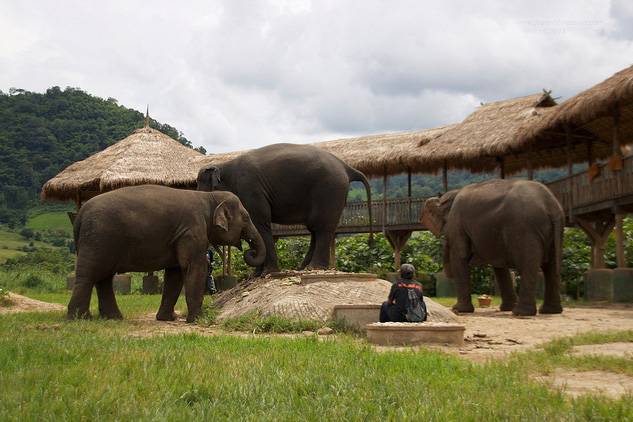 Tailandia Chiang Mai  Parque Natural de Elefantes Parque Natural de Elefantes Chiang Mai - Chiang Mai  - Tailandia
