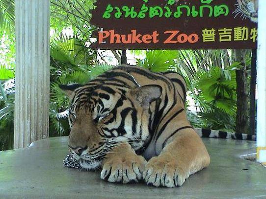 Tailandia Phuket  Zoológico de Pukhet Zoológico de Pukhet Phuket - Phuket  - Tailandia