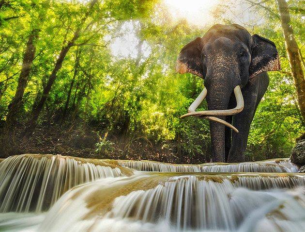 Tailandia Kanchanaburi Mundo de Elefantes Mundo de Elefantes Kanchanaburi - Kanchanaburi - Tailandia