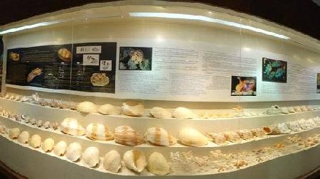 Bangkok Museum of Shellfish