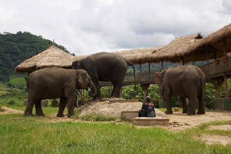 Parque Natural de Elefantes