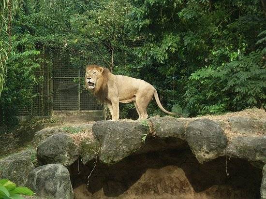 Singapur Singapur Zoológico de Singapur Zoológico de Singapur Singapur - Singapur - Singapur