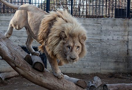 Georgia Tbilisi  Zoológico de Tbilisi Zoológico de Tbilisi Tbilisi - Tbilisi  - Georgia