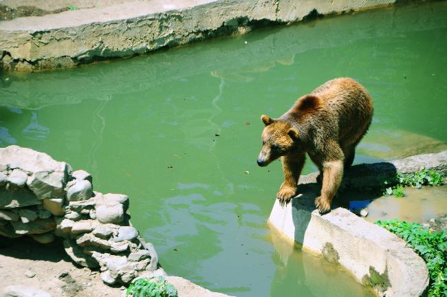 Georgia Tbilisi  Zoológico de Tbilisi Zoológico de Tbilisi Tbilisi - Tbilisi  - Georgia