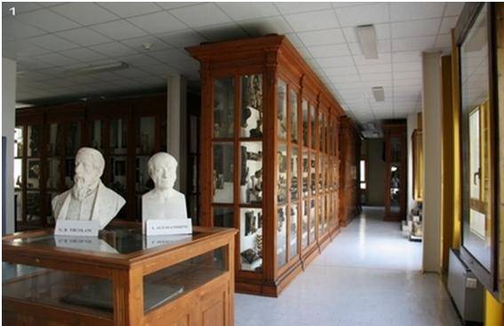 Italia Roma Museo de Anatomía Comparada Museo de Anatomía Comparada Roma - Roma - Italia