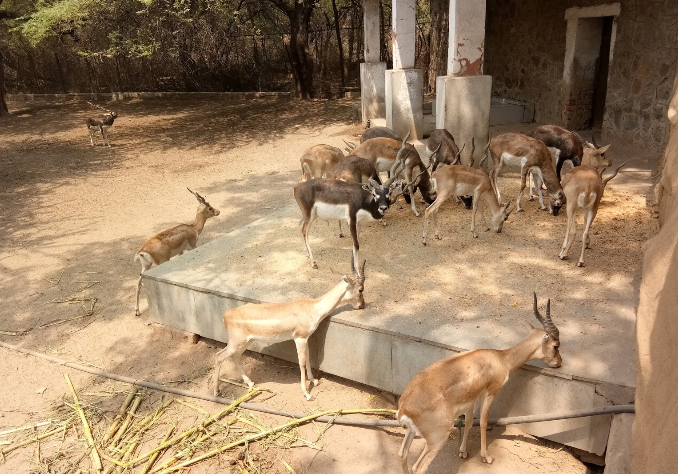 India New Delhi National Zoological Park of New Delhi National Zoological Park of New Delhi New Delhi - New Delhi - India