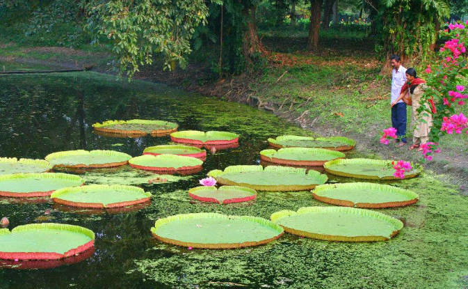 India Calcuta Jardín Botánico Jardín Botánico Bangla - Calcuta - India