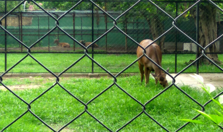 India Calcuta El Zoo de CALCUTA El Zoo de CALCUTA Bangla - Calcuta - India