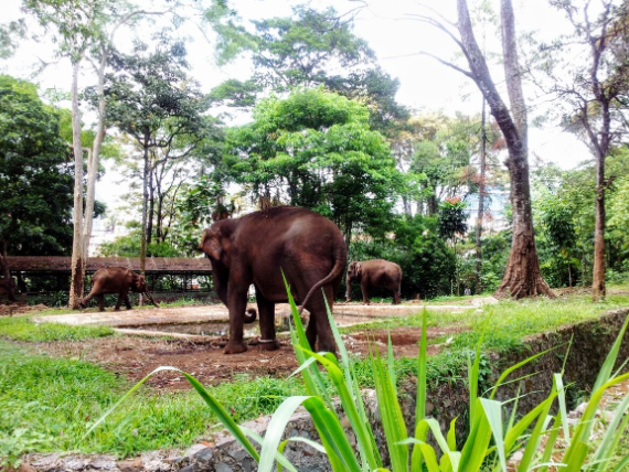 Indonesia Bandung  Zoo de Tennoji Zoo de Tennoji Java - Bandung  - Indonesia