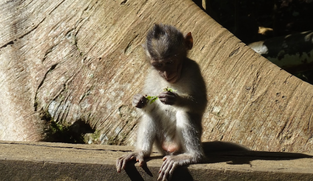Indonesia Ubud  Bosque de los Monos Bosque de los Monos Bali - Ubud  - Indonesia