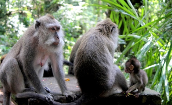 Indonesia Ubud  Bosque de los Monos Bosque de los Monos Ubud - Ubud  - Indonesia