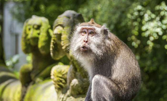 Indonesia Isla de Bali Bosque de los Monos Bosque de los Monos Bali - Isla de Bali - Indonesia