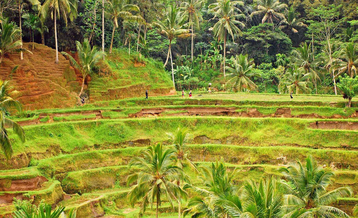 Indonesia Isla de Bali Campos de arroz de Tejalalang Campos de arroz de Tejalalang Indonesia - Isla de Bali - Indonesia