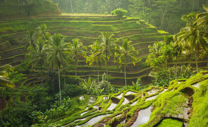 Indonesia Isla de Bali Campos de arroz de Tejalalang Campos de arroz de Tejalalang Bali - Isla de Bali - Indonesia