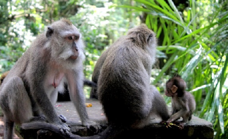 Hoteles cerca de Bosque de los Monos  Ubud