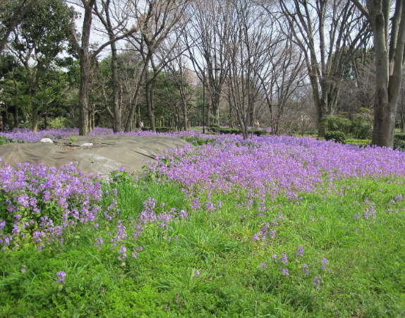 Japón Tokio Parque Kitanomaru-Koen Parque Kitanomaru-Koen Tokio - Tokio - Japón