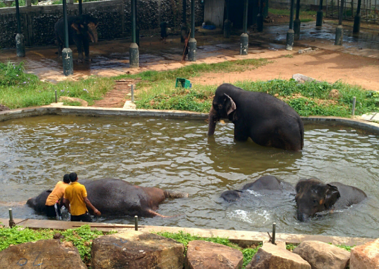 Sri Lanka Colombo  Jardín zoológico nacional de Colombo Jardín zoológico nacional de Colombo Sri Lanka - Colombo  - Sri Lanka