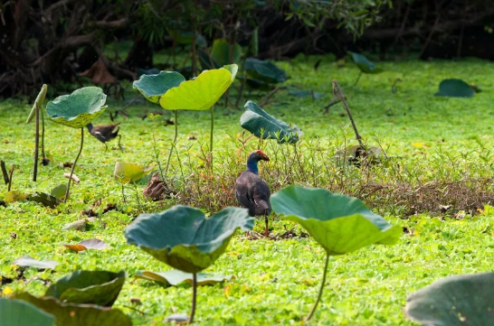 Vietnam Delta del Mekong Santuario de aves Tra Su Santuario de aves Tra Su Vietnam - Delta del Mekong - Vietnam