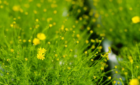 Delta del Río Mekong