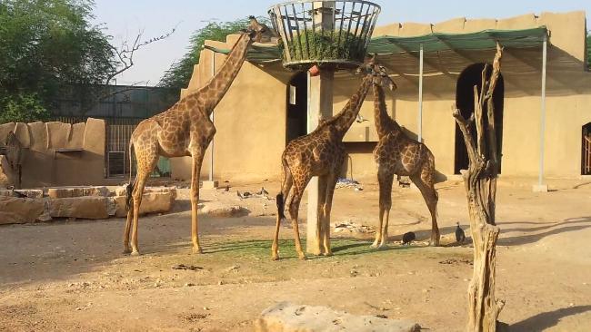 Arabia Saudí Riad Zoológico de Riyadh Zoológico de Riyadh Riad - Riad - Arabia Saudí