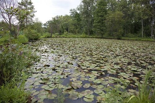 Estados Unidos de América Washington Jardines Acuáticos Keniworth Jardines Acuáticos Keniworth District Of Columbia - Washington - Estados Unidos de América