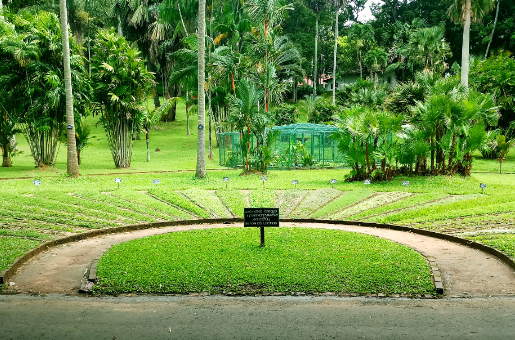 Sri Lanka Kandy  Jardín Botánico de Peradeniya Jardín Botánico de Peradeniya Sri Lanka - Kandy  - Sri Lanka